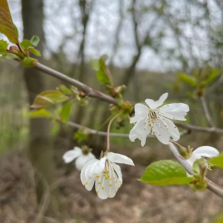 Апартаменты La Canopee Des Arbres, Juliette *