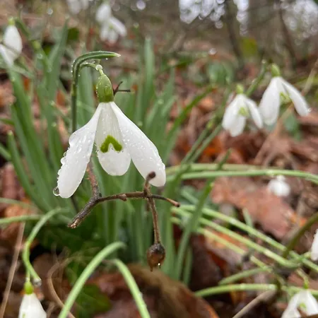La Canopee Des Arbres, Juliette Апартаменты