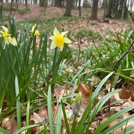 La Canopee Des Arbres, Juliette Апартаменты *