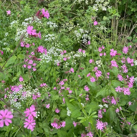 La Canopee Des Arbres, Juliette Апартаменты