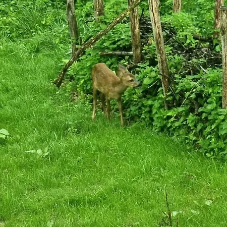 La Canopee Des Arbres, Juliette