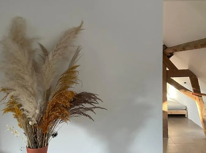 La Canopée Des Arbres, Juliette * Ellezelles