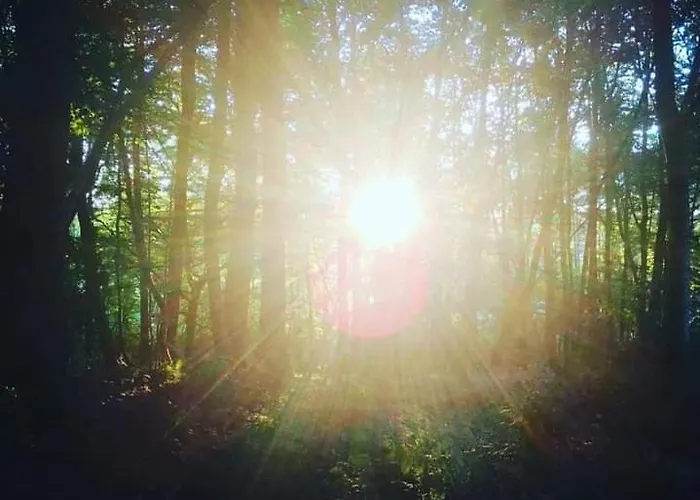 La Canopée Des Arbres, Juliette *