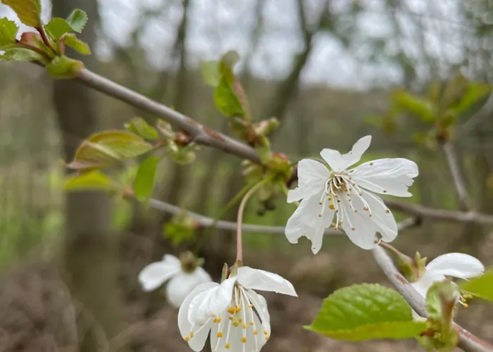 Appartement La Canopée Des Arbres, Juliette *