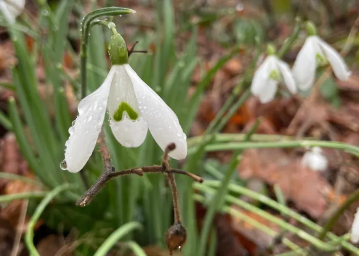 La Canopée Des Arbres, Juliette Appartement
