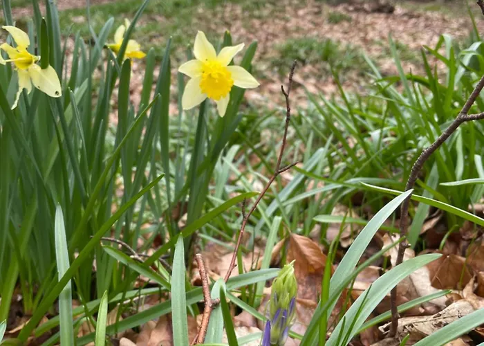La Canopée Des Arbres, Juliette Appartement *