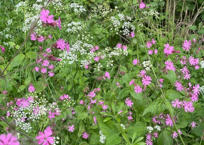 La Canopée Des Arbres, Juliette Appartement