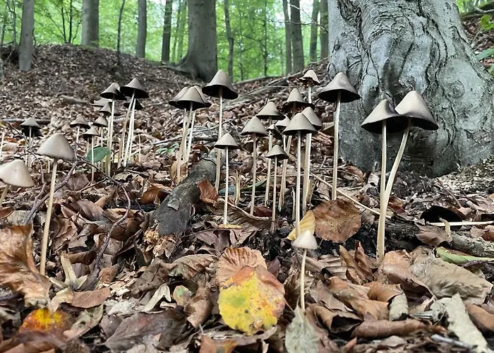 Appartement La Canopée Des Arbres, Juliette *